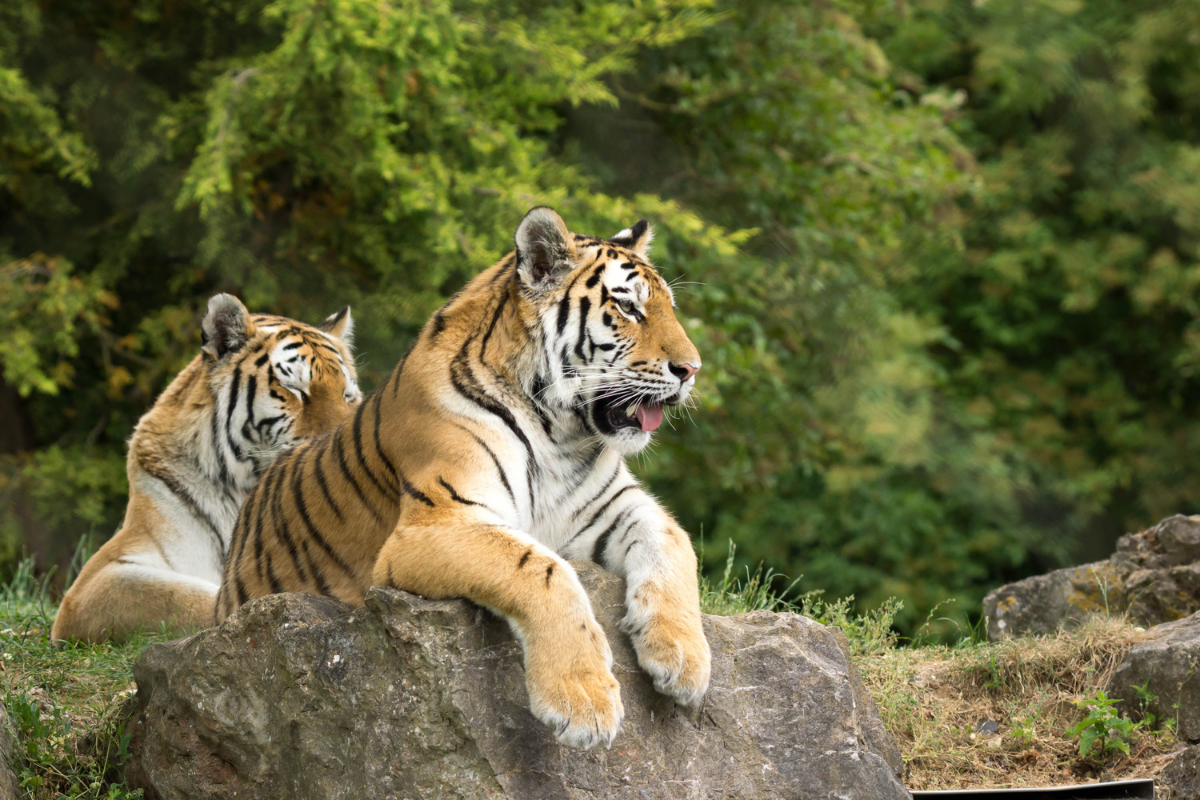 Marwell Zoo.